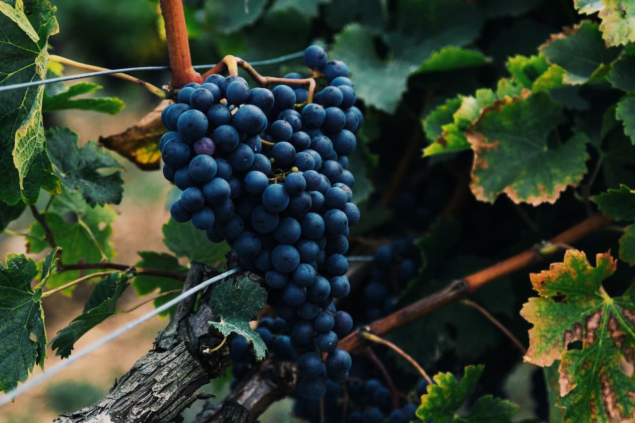 Vinogradarstvo