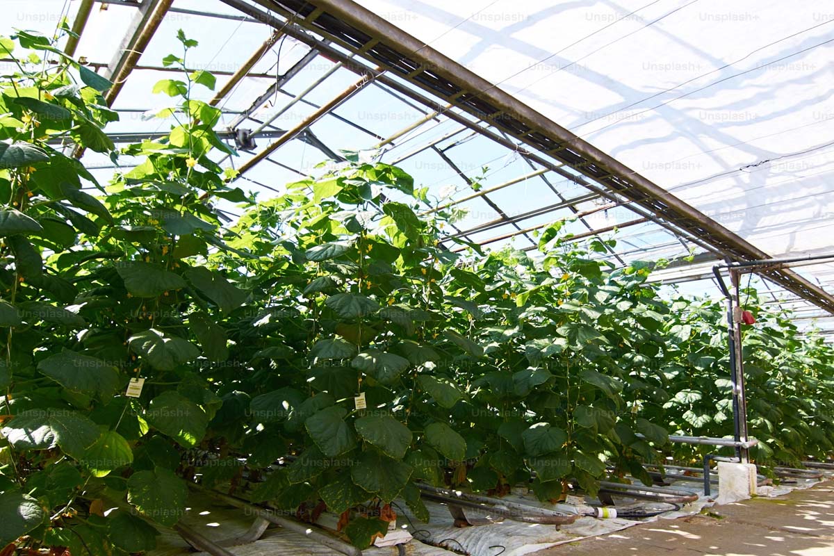 Продужен рок за конкурсе 2024